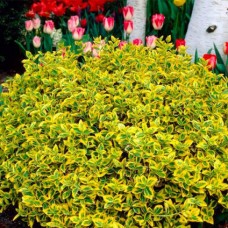 Бересклет Emerald and Gold